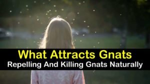 what attracts gnats titleimg1