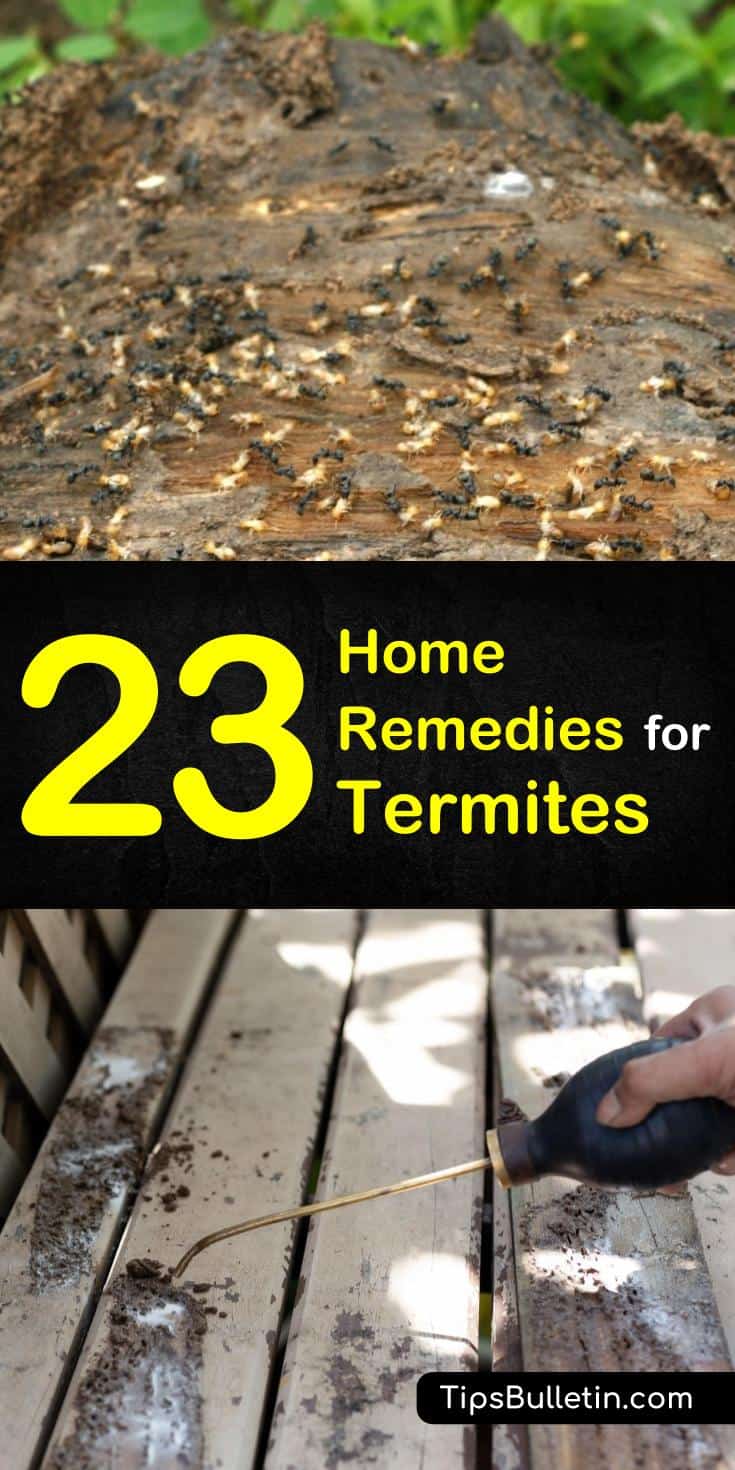 Learn how to get rid of termites and how to combat a termite problem in your home with these home remedies for termites. These tips and tricks use ingredients and items you may already have at home and will help make pest control easier. #termite #pestcontrol #termitekiller