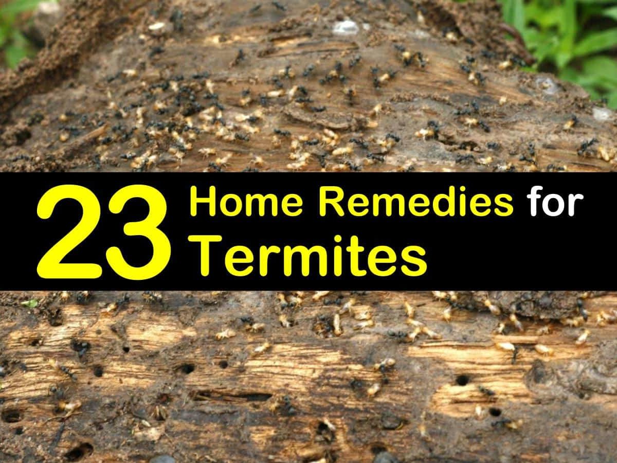 DIY Termite Bait System Termite Killing Coloni Eliminate Control Solutions 