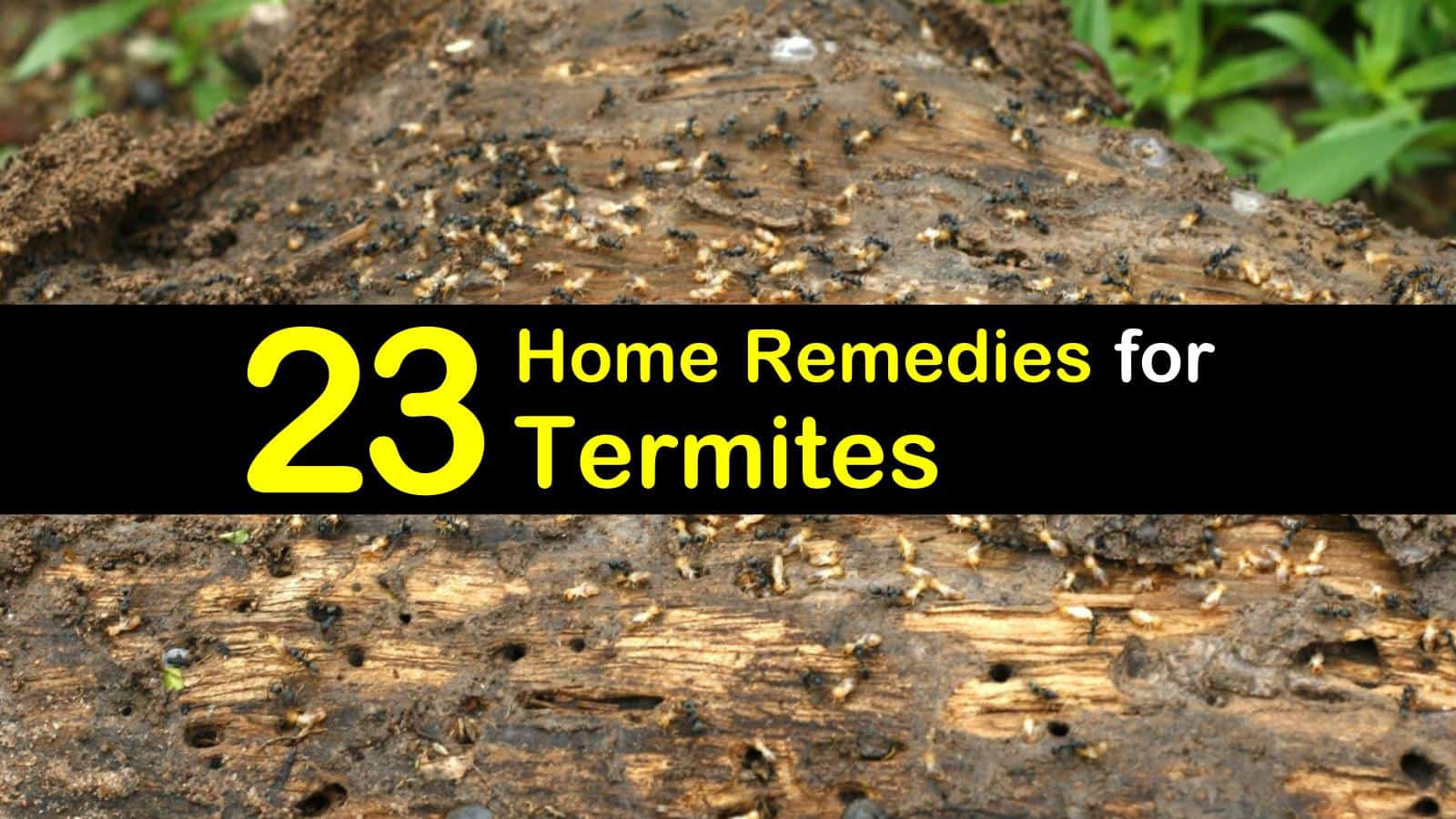 23 Simple Remedies For Termites