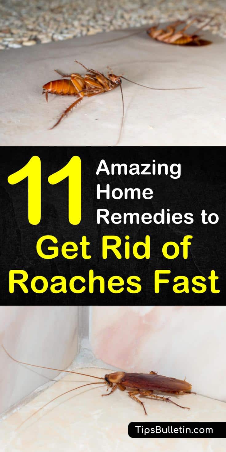 Learn the best home remedies to get rid of roaches fast with essential oils and vinegar in your apartment or in the house. Discover 11 DIY home remedies for killing roaches and insects naturally with borax. #killroaches #diy #roachtraps #cockroach