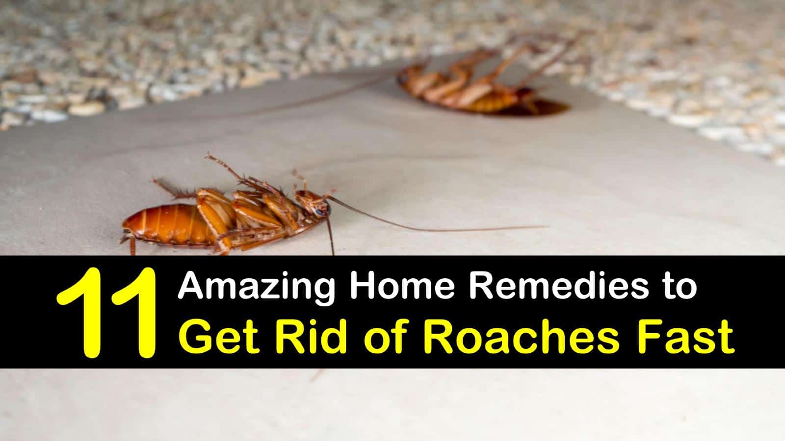 Best Way To Get Rid Of Cockroaches