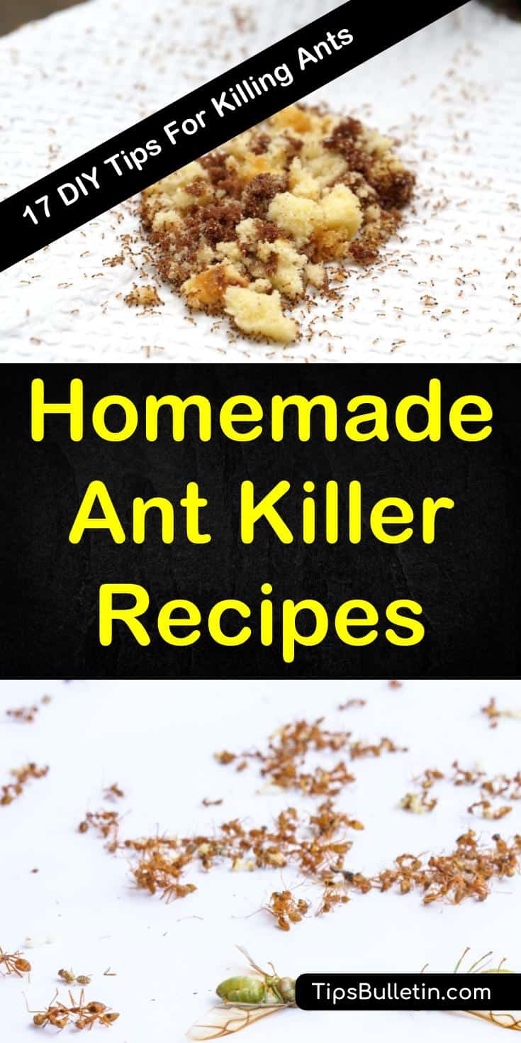 Learn about homemade ant killing recipes for inside and outside your home. Find easy ingredients around the house like baking soda to create recipes. Use recipes with vinegar, without borax, with essential oils, and more. #antfreehome #antkillingrecipes #byebyeants