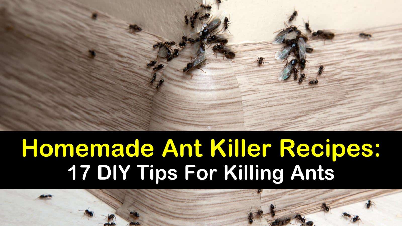 homemade ant killer titleimg1