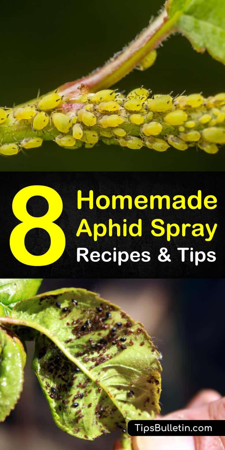 Discover 6 amazing homemade recipes and tips on organic garden pest control. If you have aphids and spider mites on your roses and plants eating the leaves, you can use ingredients you have around your house to get rid of them, like water. #killaphids #diy #pestcontrol #aphids