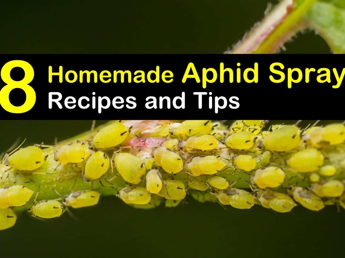 Kill aphids naturally deals