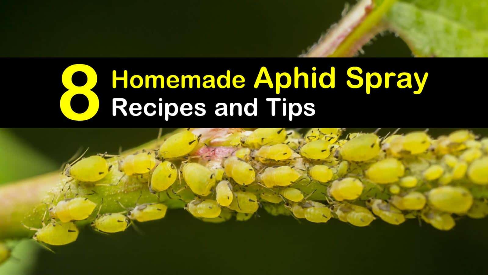 Controlling Aphids: 8 Homemade Aphid
