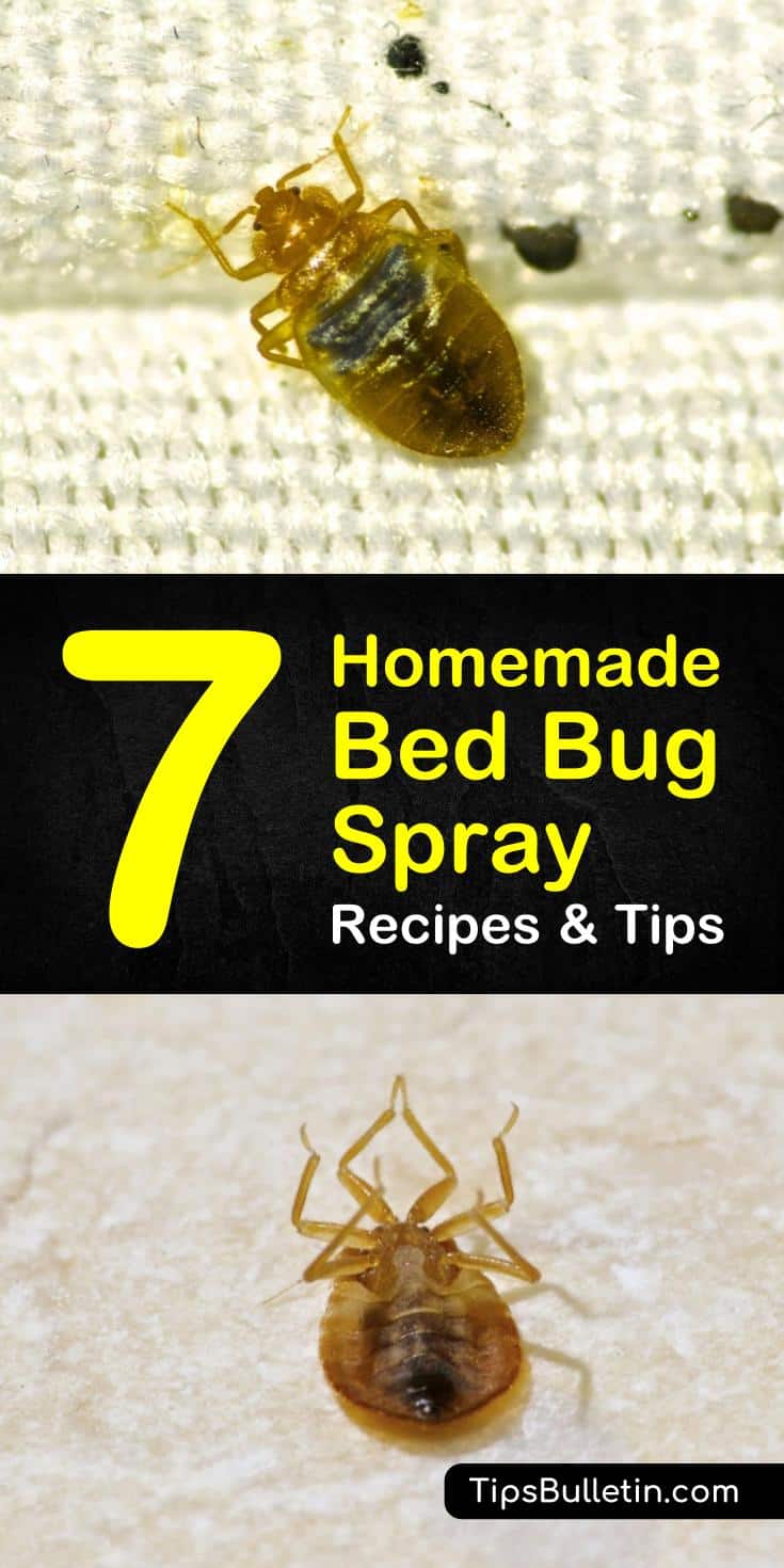 Find out how to use pest control tactics to create a homemade, diy, all-natural bed bug spray. Combine ingredients like essential oils and alcohol to kill the young living bed bugs in your bedrooms and your guest bedrooms. #bedbugs #homemadespray