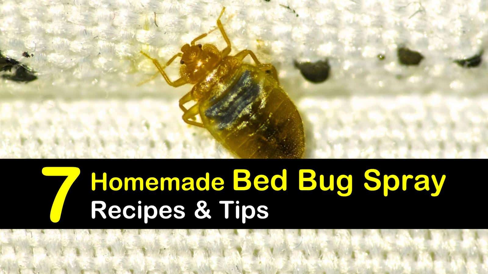 homemade bed bug spray titleimg1