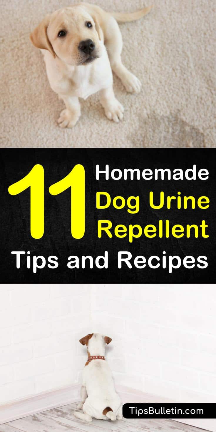 Use singular ingredients like chili powder, white vinegar, and citrus oil to stop your dog from eliminating in areas around the house. Find home remedies to create a homemade dog urine repellent to stop your dogs from going to the bathroom near furniture and plants.