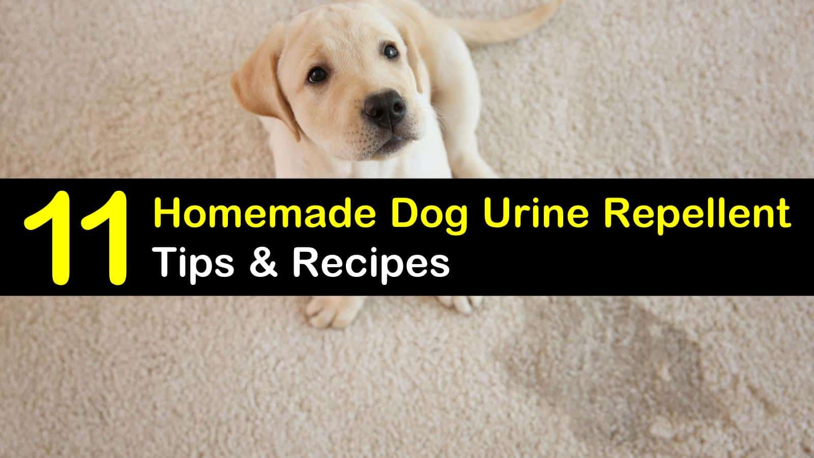 Homemade Dog Urine Repellent