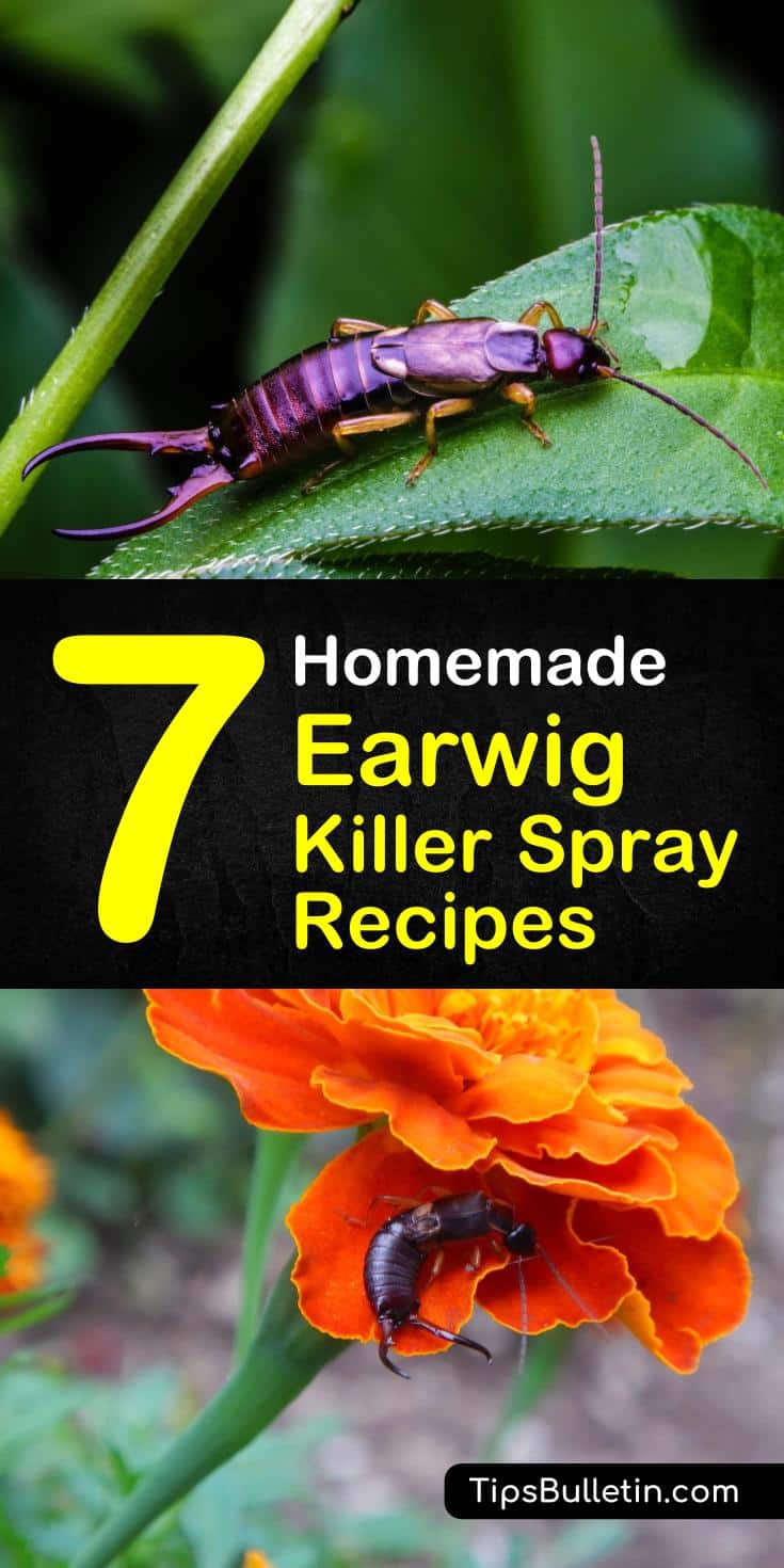 Discover 7 homemade earwig killer spray recipes and tips using simple ingredients to produce time efficient and inexpensive solutions. If you have earwigs swarming through your plants and nibbling on all of your plants, look no further than these natural earwig repellents. #earwig #earwigkiller