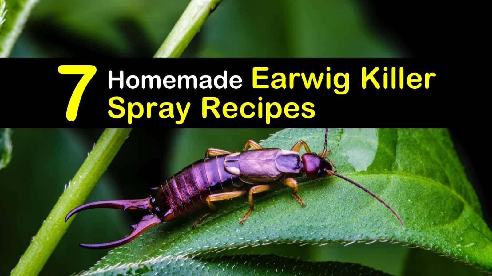 7 Natural Earwig Killer Spray Recipes