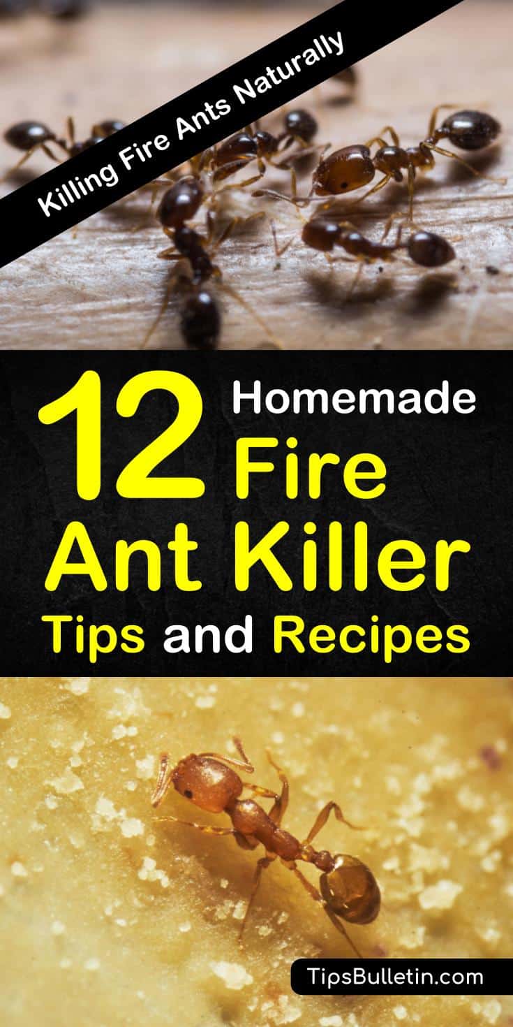 Fire ants are more than a nuisance, they can be deadly. Learn how to get rid of them for good with these homemade fire ant killer recipes. #killfireants #gardening #ants #fireants