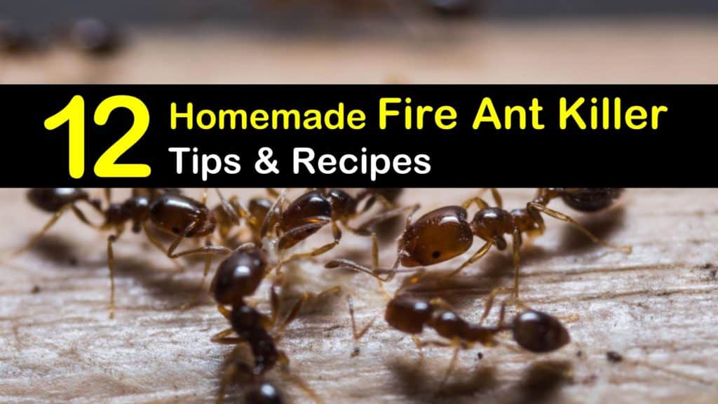 Homemade Fire Ant Killer Recipes: 12 Natural Tips For Killing Fire Ants