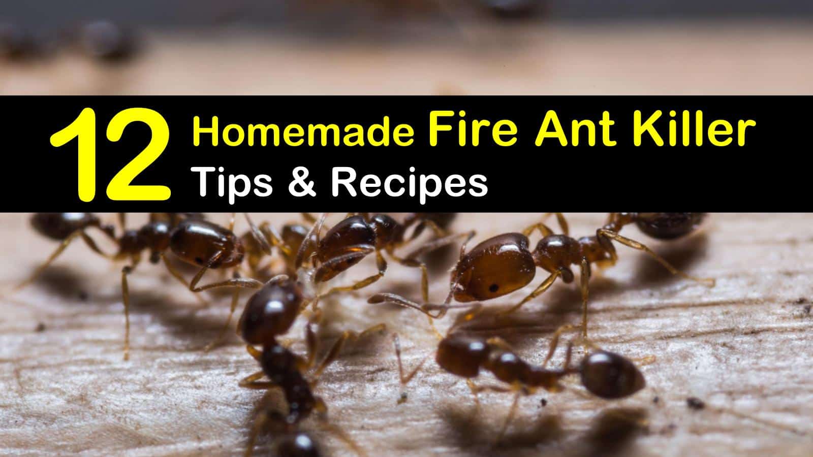 12 Do It Yourself Fire Ant Killer Recipes That Work