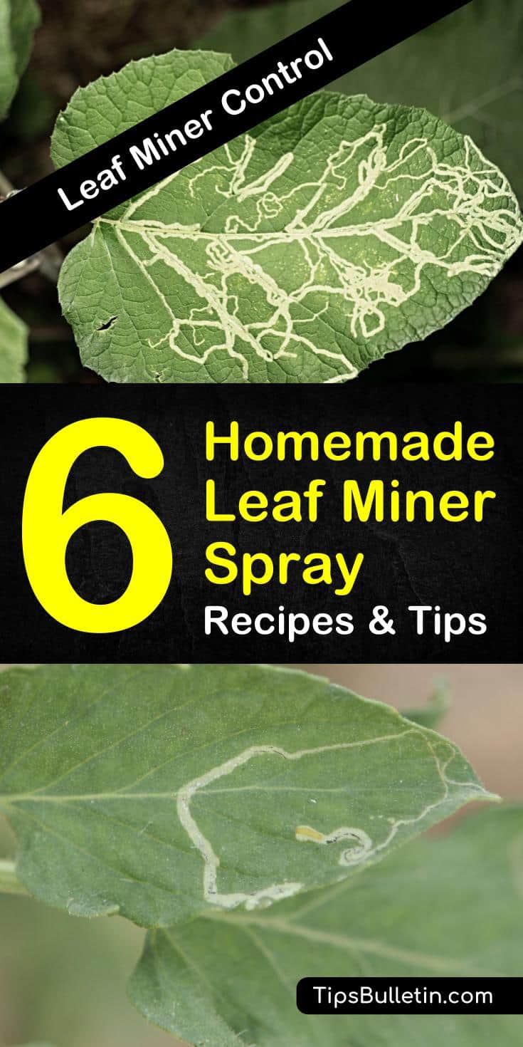 Discover how to create a homemade leaf miner killer recipe to save your plants from leaf miner larvae. Mix ingredients like vegetable oil and dish soap to create the perfect solution to your leaf miner problems. #leafminer #diyrecipe