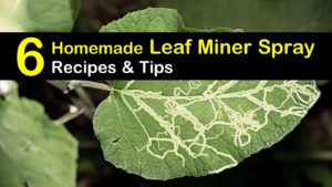 homemade leaf miner spray titleimg1