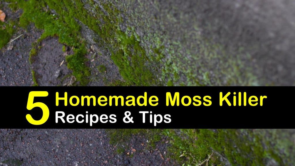 Homemade Moss Killer Recipes 5 Natural Tips For Killing Moss
