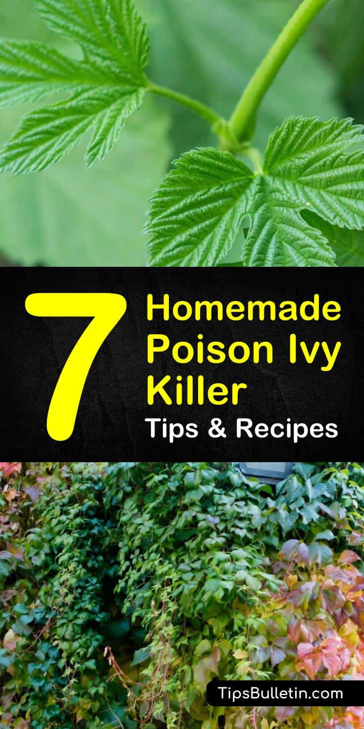 Brushing up against some poison ivy can easily ruin your day, even your week. Here are a few ways you can cut it off at the source and make your own homemade poison ivy killer. #natural #homemade #diyspray