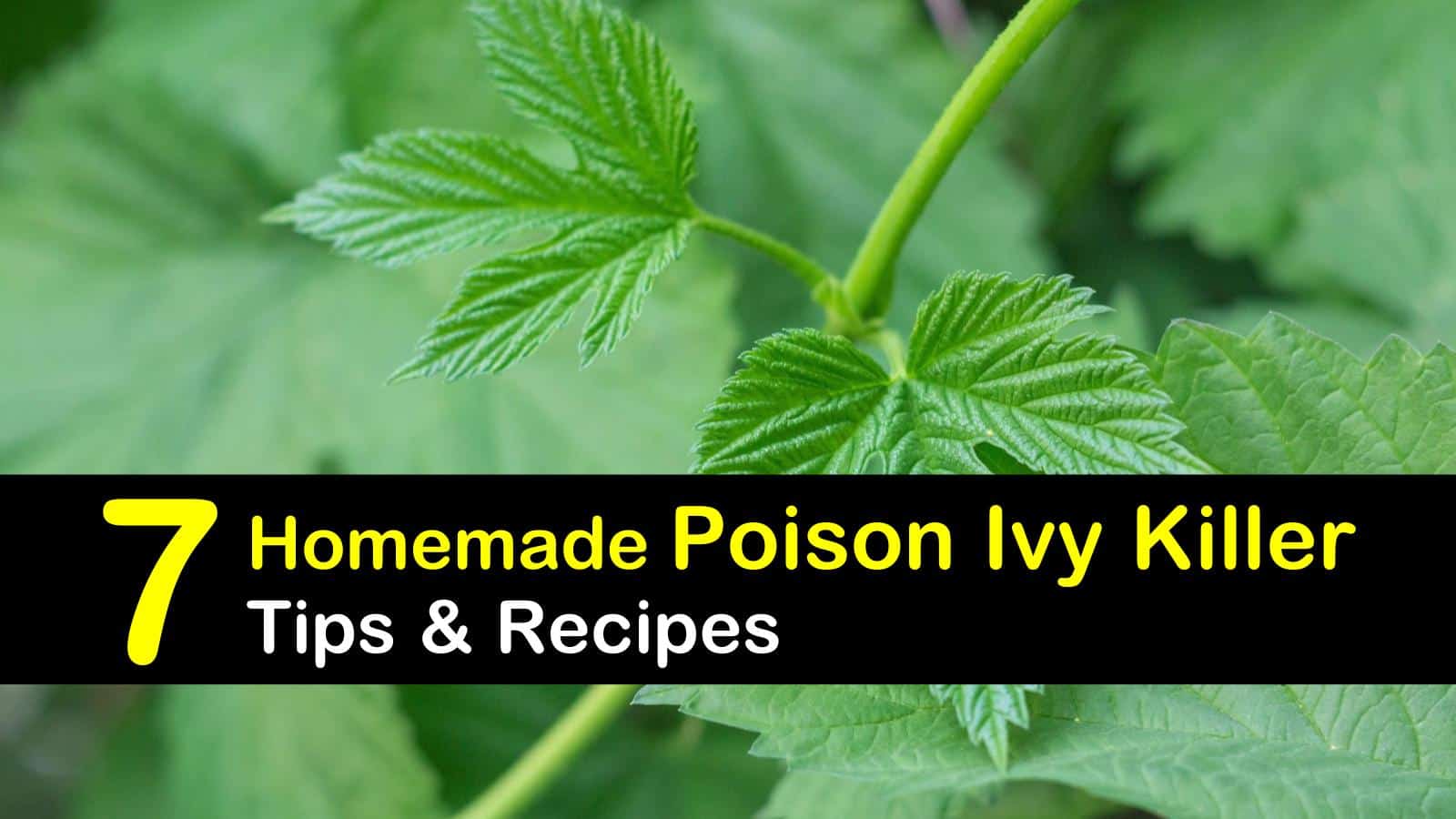 homemade poison ivy killer titleimg1