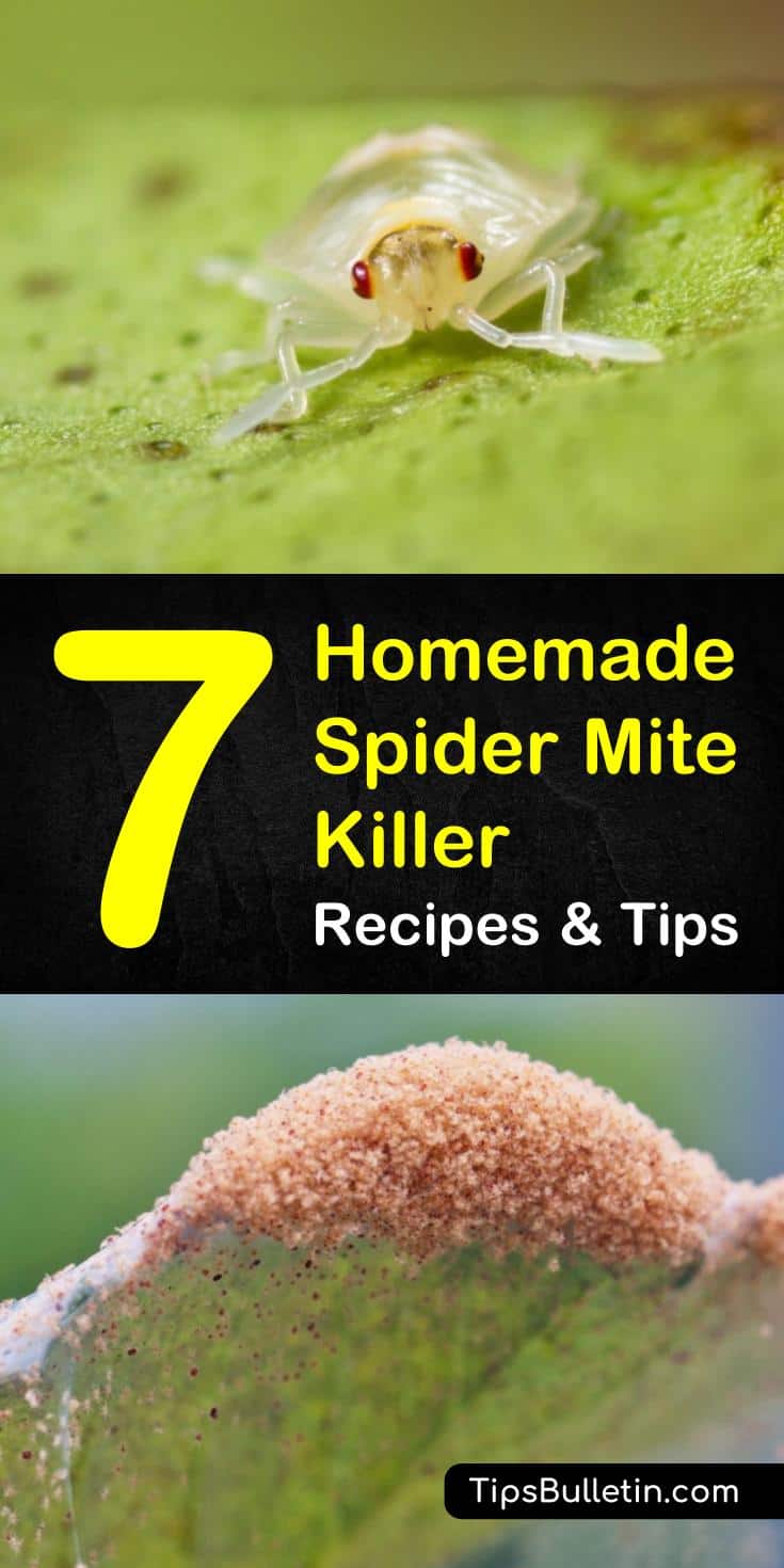 Learn how to protect your garden and plants with these various homemade spider mite killer tips and tricks. Keeping your garden healthy is hard enough. With this extra help, maintaining your garden just got easier. #pestcontrol #spidermites #healthygarden