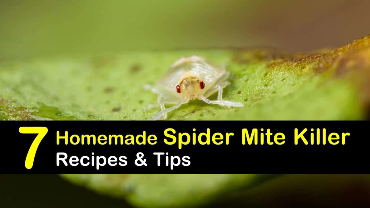 7 Natural Ways to Kill Spider Mites