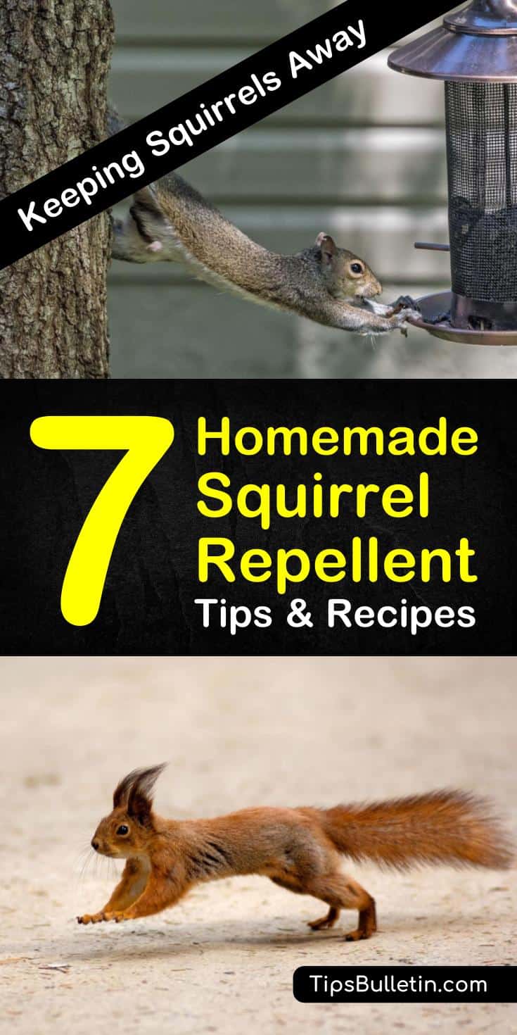 Learn how to create a squirrel deterrent that doesn’t hurt other animals. Put the recipes to use in the garden, on the plants and trees, and in your yards. #diysquirrelrepellent #squirrels