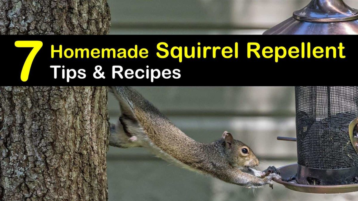 Keeping Squirrels Away 7 Homemade Squirrel Repellent Tips And