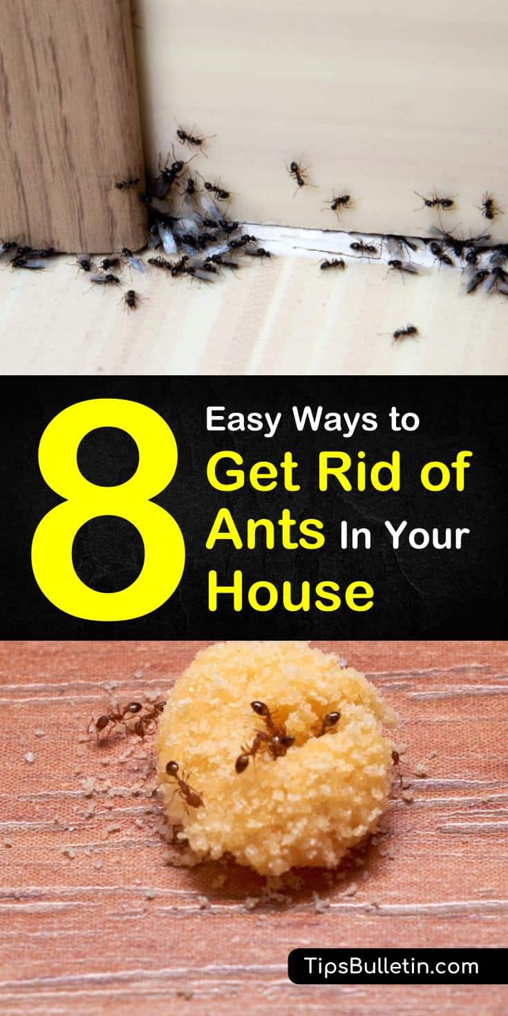 Learn how to take your pest control efforts to the next level by getting rid of ants for good! Keep ant colonies out of your home and kitchen this summer by using natural materials like baking soda and essentials. #diyantkillers #homemadepestcontrol #naturalantcontrol