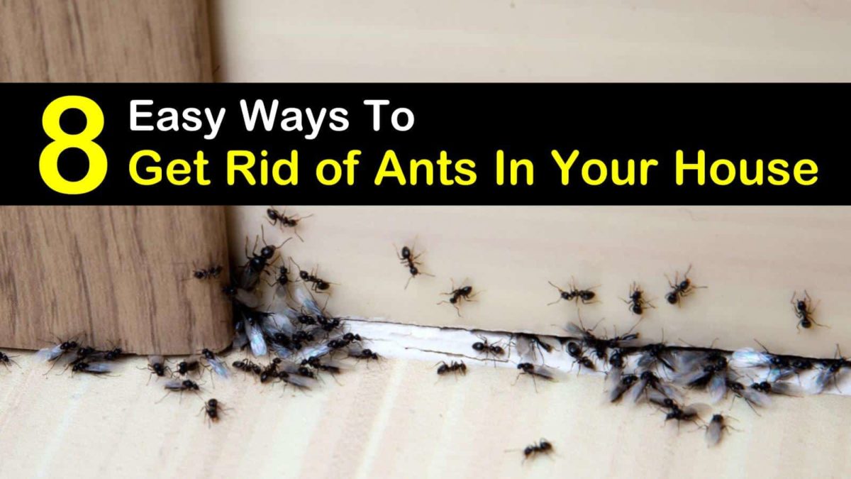 8 Simple Ways to Get Rid of Ants in the House - How To Get Rid Of Ants In The House
