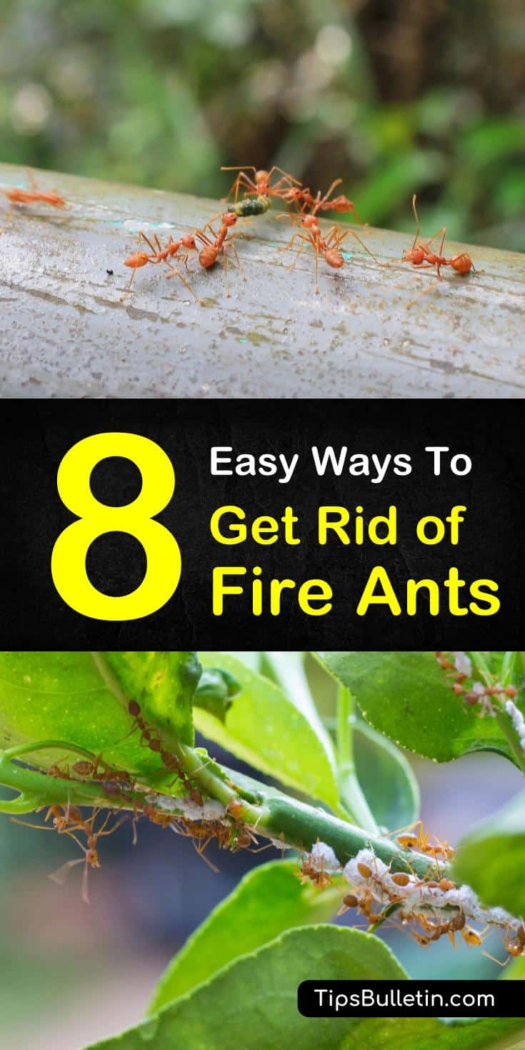 and gardens free from fire ants. Learn how to make pest control using ingredients in the house such as baking soda, water, and essential oils. #FireAntRepeller