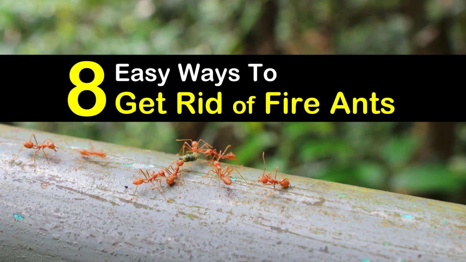 how to get rid of fire ants t1