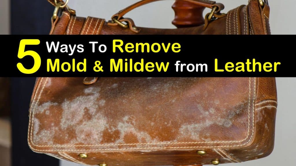 clean mildew from leather sofa
