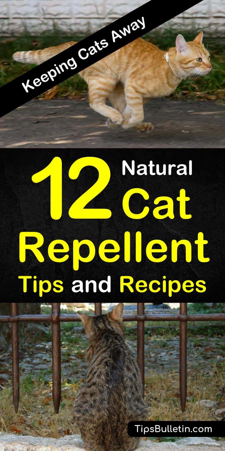 Tired of your indoor cats shredding your prized furniture? Are your flower beds the new litter box? Natural cat repellent using essential oils can save your house and gardens. #homemadecatrepellent #cats #keepcatsaway #garden