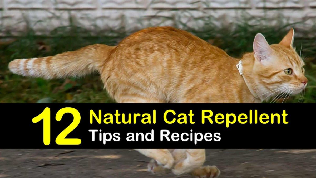 Keeping Cats Away - 12 Natural Cat Repellent Tips and Recipes