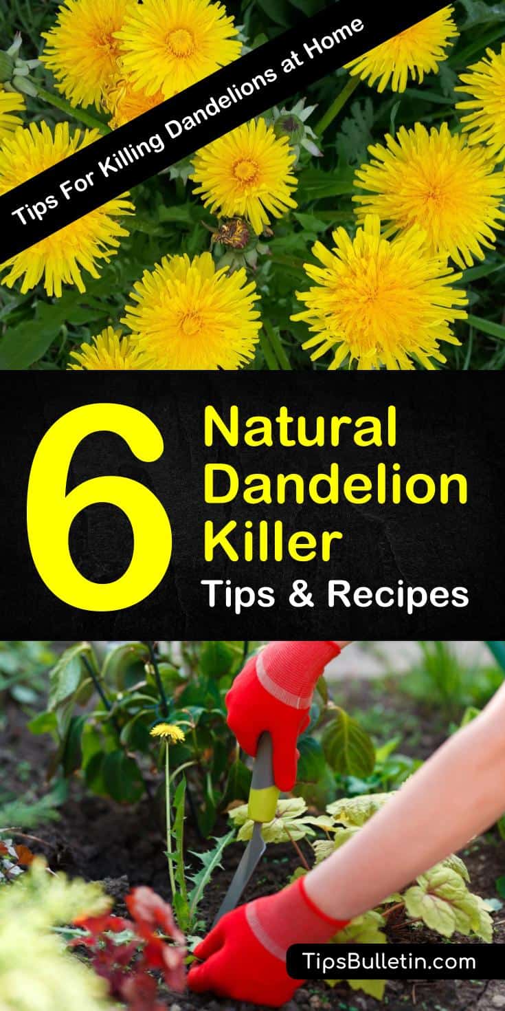 Useful Tips To Make Your Everyday Life Just A Bit BetterTry these 6 DIY recipes to easily make a natural dandelion killer. Find out how you can use white vinegar, dish soap, and other common household products to get rid of dandelions for lawn or garden use. #dandelionfreelawn #dandelionkiller