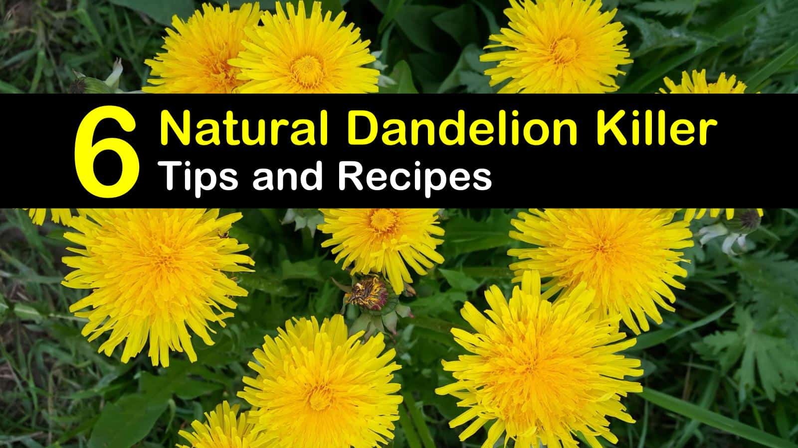 natural dandelion killer titleimg1