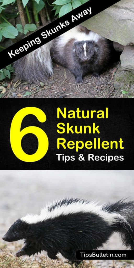 6 Safe & Reliable Skunk Repellent Remedies