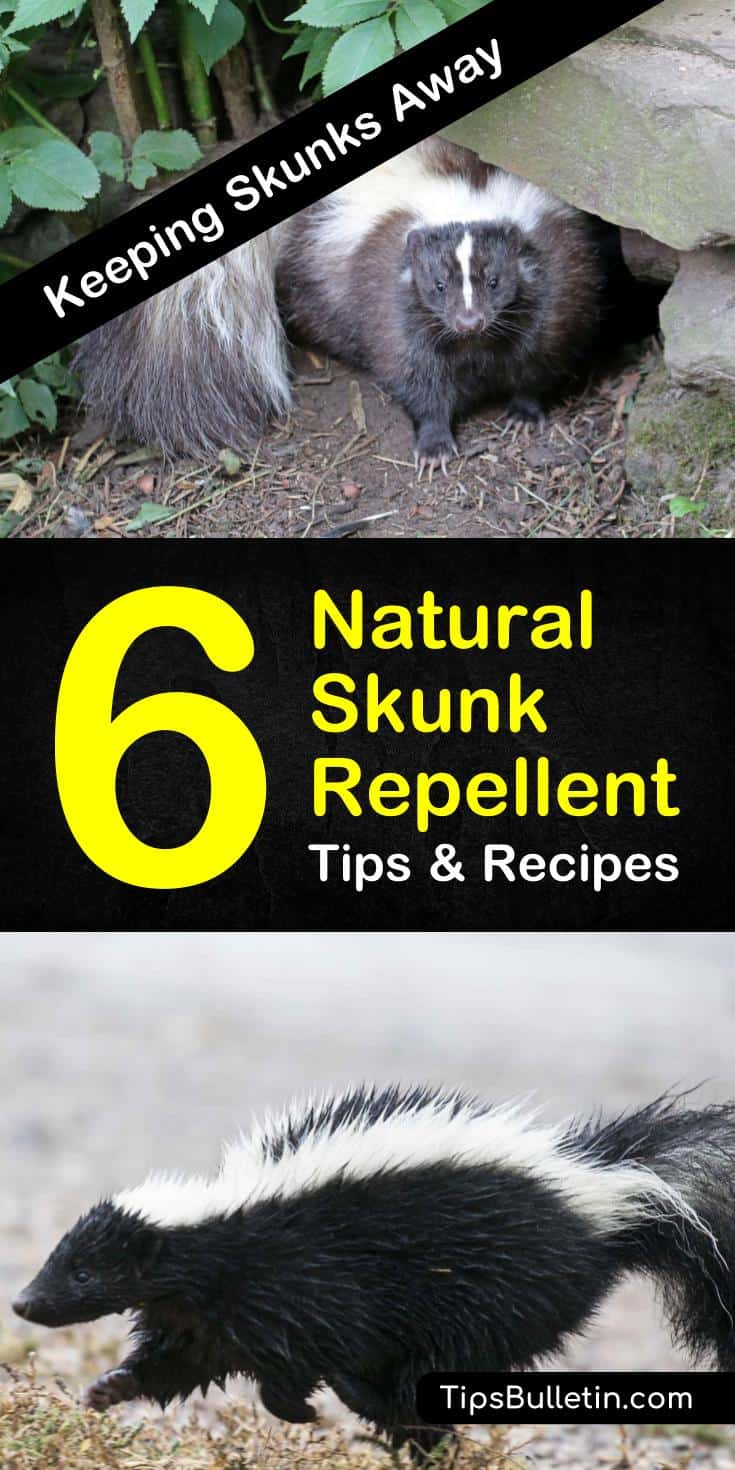 Rather than worry about what to do if and when you or your pet gets sprayed by a skunk, start with these natural skunk repellent tips. This way, you won’t need to treat yourself or Fido to a tomato juice spa day. #skunkrepellent #naturalrepellent #skunkfreeyards