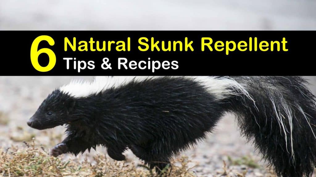 6 Safe & Reliable Skunk Repellent Remedies