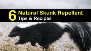 natural skunk repellent titleimg1