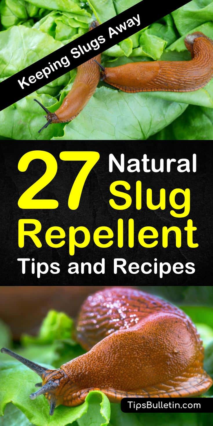 Discover how to use homemade, natural snail repellent tips to protect your plants and gardens against slugs. Use pest control tactics like eggshells and wood pellets to act as a natural slug repellent. #slugrepellent #snailkiller