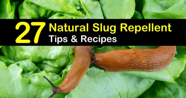 Slug Trap Snail Trap Kill Slug & Snail Traps Environmentally Friendly Garland
