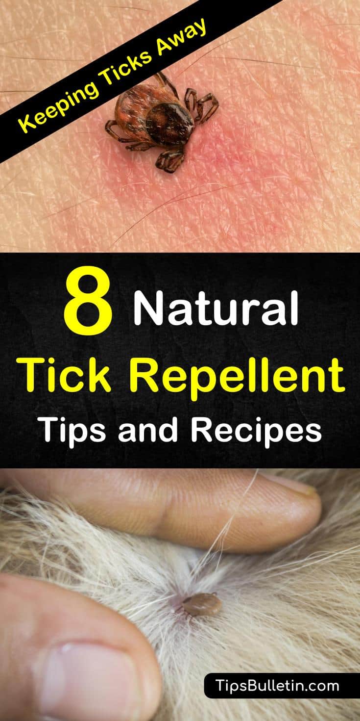 Find out eight tips and recipes on how to make all-natural home remedies for humans, dogs, and other pets. See how you can create DIY tick repellent sprays with the help of tea tree, white vinegar, and other powerful ingredients. #KeepingTicksAway #ticks #tick