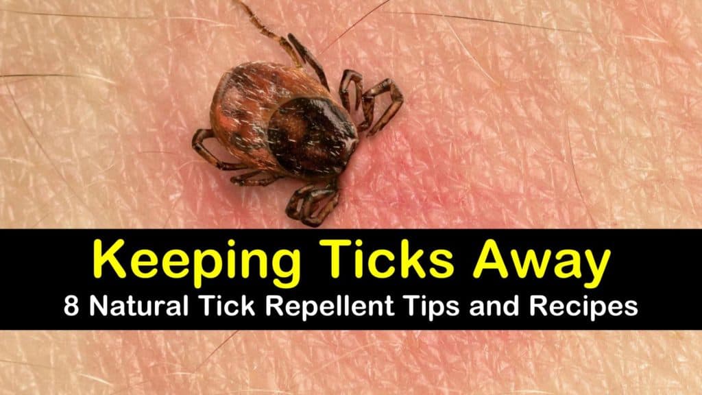 8 Easy & Effective Tick Repellent Solutions