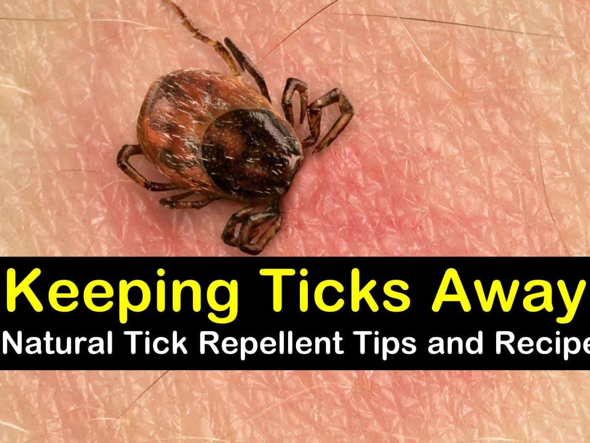 How To Use Vinegar To Kill Ticks On Dogs