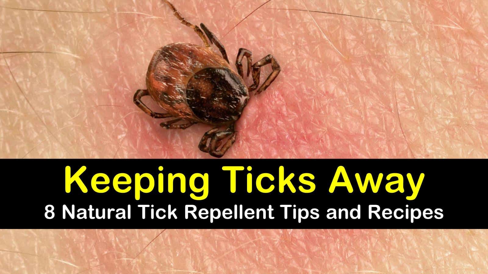 8 Easy Effective Tick Repellent Solutions