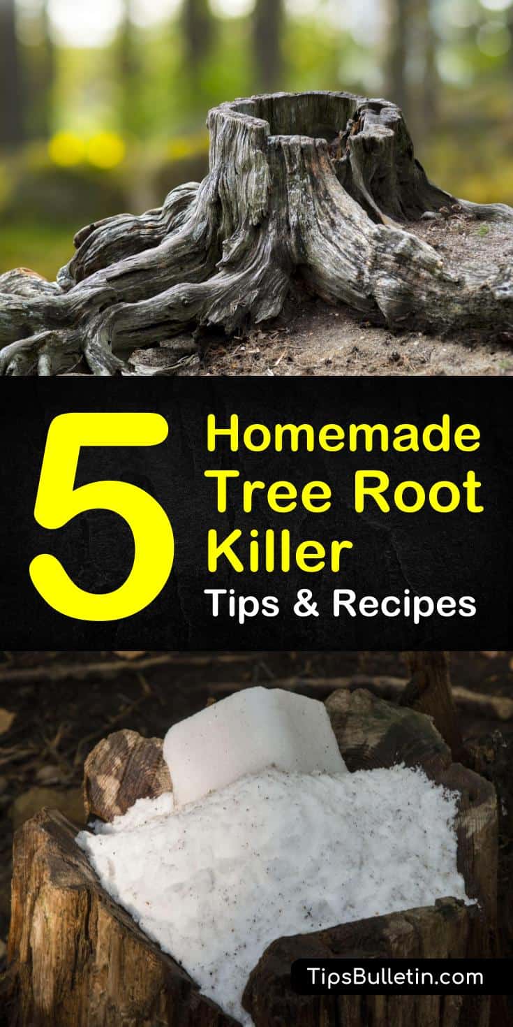 Discover 5 diy homemade solutions as a tree root killer. If you have a tree root problem obstructing your sewer and pipelines, you can use these simple, common household ingredients, like vinegar and Epsom salts to remove stumps and tree roots. #stumpremoval #chemicalfree #rocksalt