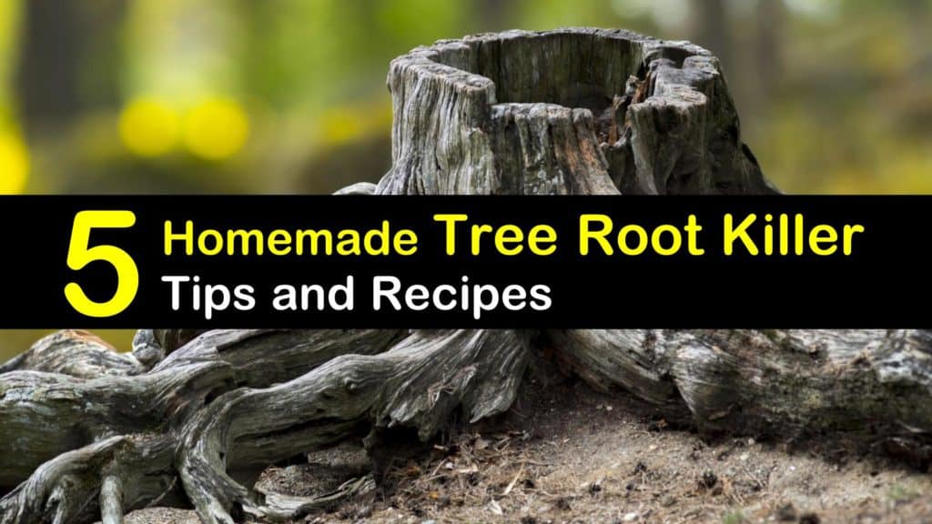 Cheap Tree Stump Removal - 5 Homemade Tree Root Killer ...
